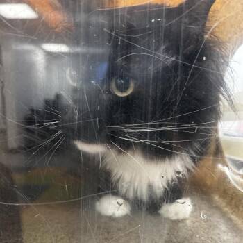 Domestic Long Hair Cats Available for Adoption in Philadelphia, Pennsylvania - Lightning Bolt | PetCurious