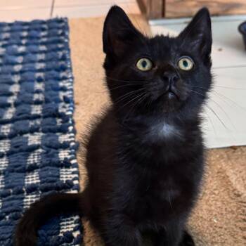 Inky -  Domestic Short Hair Cat for Adoption in Los Angeles, California - Inky | PetCurious