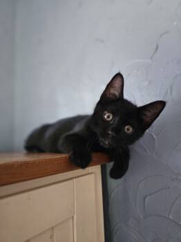 Rescue Domestic Short Hair Cats for Adoption in Dallas, Texas - Triple H | PetCurious