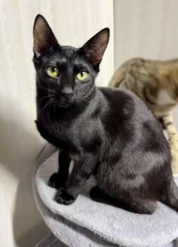 Bombay and Domestic Short Hair Cats Available for Adoption -  Larry -affectionate And Sweet | PetCurious