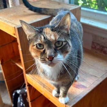 Bridget -  Torbie Cat for Adoption in Huntington, New York - Bridget | PetCurious