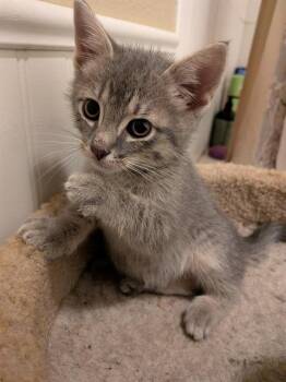 Domestic Short Hair Cats Available for Adoption in Kent, Washington - DANIEL TIGER | PetCurious