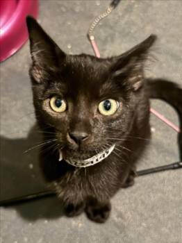 FREDDY -  Domestic Short Hair Cat for Adoption in Woodland, California - FREDDY | PetCurious