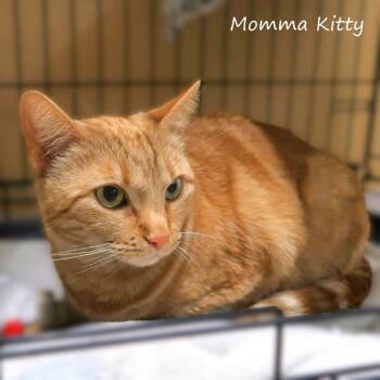 Domestic Short Hair Cats Available for Adoption - Momma Kitty | PetCurious