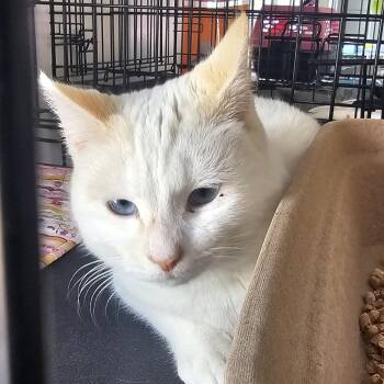 Domestic Short Hair Cats Available for Adoption - Gerald | PetCurious