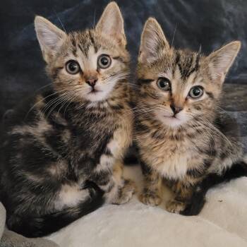 Rescue Domestic Short Hair Cats for Adoption in Whitestown, Indiana - Dawson & Clarissa | PetCurious