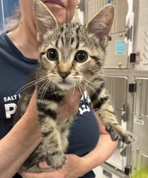 Buster -  Domestic Short Hair Cat for Adoption in Salt Lake City, Utah - Buster | PetCurious