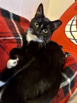 Rescue Domestic Short Hair Cats for Adoption in Pittsburgh, Pennsylvania - Puddles | PetCurious