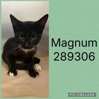 MAGNUM -  Domestic Short Hair Cat for Adoption in Macon, Georgia - MAGNUM | PetCurious