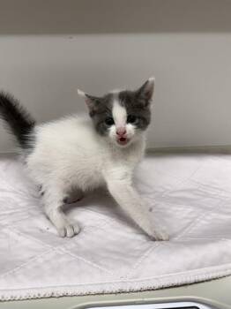 SAFFRON -  Domestic Short Hair Cat for Adoption in Baytown, Texas - SAFFRON | PetCurious
