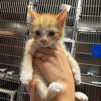 Rusty -  Domestic Short Hair Cat Available for Adoption in Hamilton, Georgia - Rusty | PetCurious