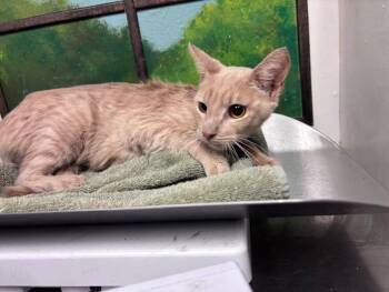 MOTHER HEN -  Domestic Short Hair Cat for Adoption in Houston, Texas - MOTHER HEN | PetCurious