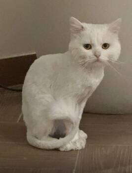 Parm, a Beautiful Persian Boy -  Persian and Domestic Long Hair Cat for Adoption in Franklin Township, New Jersey - Parm, A Beautiful Persian Boy | PetCurious
