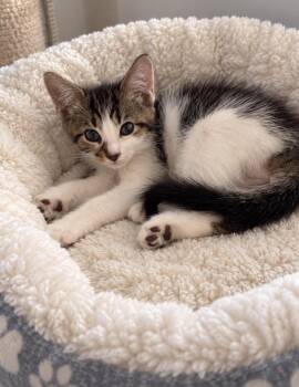 Moe -  Tabby Cat for Adoption in Wyandotte, Michigan - Moe | PetCurious