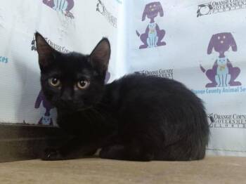 TOFFEE -  Domestic Short Hair Cat for Adoption in Orlando, Florida - TOFFEE | PetCurious