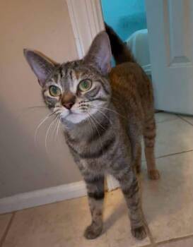 Salem -  Domestic Short Hair Cat for Adoption in Washington Township, New Jersey - Salem | PetCurious