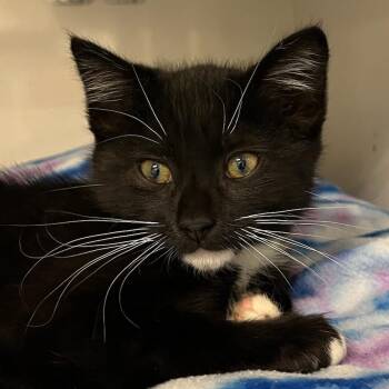 Domestic Short Hair Cats Available for Adoption in Redwood City, California - Checkers | PetCurious