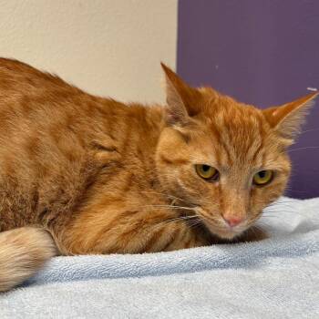 Ode -  Domestic Short Hair Cat for Adoption in Englewood, Florida - Ode | PetCurious