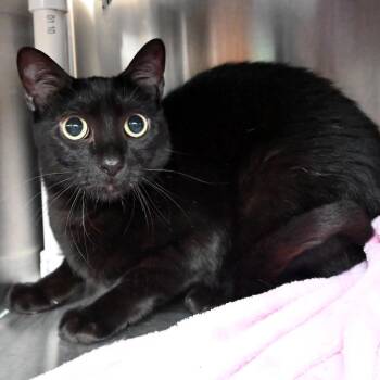 Juanito -  Domestic Short Hair Cat for Adoption in West Palm Beach, Florida - Juanito | PetCurious