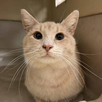 Tabby and Domestic Short Hair Cats Available for Adoption in Columbia, South Carolina - Ron Weasley | PetCurious