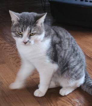 Rescue American Shorthair Cats for Adoption in Southbury, Connecticut - Ash | PetCurious