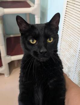 Exon -  Domestic Short Hair Cat for Adoption in Heathsville, Virginia - Exon | PetCurious