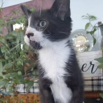 Pepper -  Domestic Short Hair Cat for Adoption in West Warwick, Rhode Island - Pepper | PetCurious
