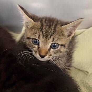 Pierre -  Domestic Short Hair Cat for Adoption in West Palm Beach, Florida - Pierre | PetCurious