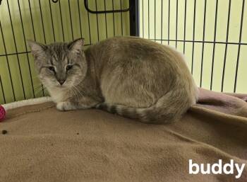 Rescue Domestic Short Hair and Siamese Cats for Adoption in Dickson, Tennessee - Buddy | PetCurious