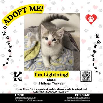 Lightning -  Domestic Short Hair Cat for Adoption in OSBORNVILLE, New Jersey - Lightning | PetCurious