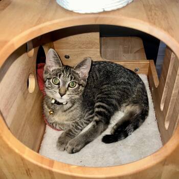 Warlock -  Domestic Short Hair Cat for Adoption - Warlock | PetCurious