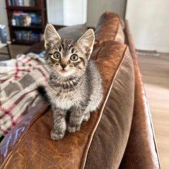 Oompa -  Domestic Short Hair Cat for Adoption in Spokane, Washington - Oompa | PetCurious
