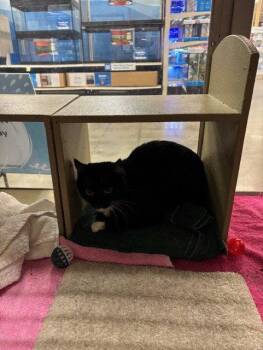 Domestic Short Hair and Tuxedo Cats Available for Adoption in Fayetteville, Georgia - Elwood | PetCurious