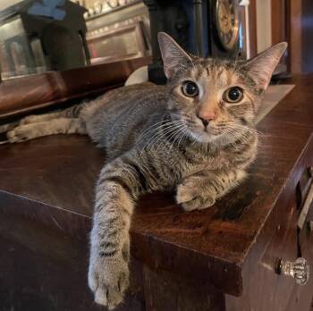 Tiger Lily -  Domestic Short Hair Cat for Adoption in Kinnelon, New Jersey - Tiger Lily | PetCurious