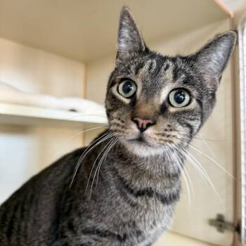 Kuro -  Domestic Short Hair Cat for Adoption in Idaho Falls, Idaho - Kuro | PetCurious