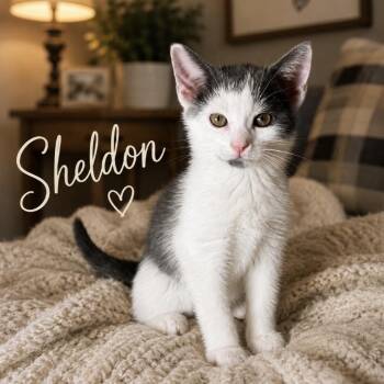 Sheldon -  Domestic Short Hair Cat for Adoption in Inman, South Carolina - Sheldon | PetCurious
