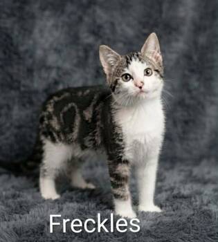 Freckles -  Tabby Cat for Adoption in Wyandotte, Michigan - Freckles | PetCurious