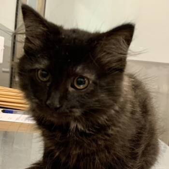 Rescue Domestic Long Hair Cats for Adoption in Washburn, Missouri - Versace | PetCurious