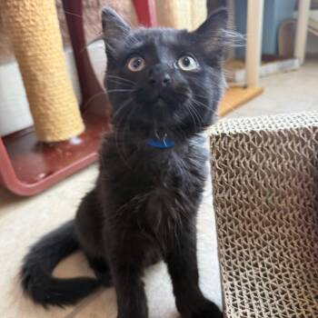 Carl -  Domestic Short Hair Cat for Adoption in Chattanooga, Tennessee - Carl | PetCurious