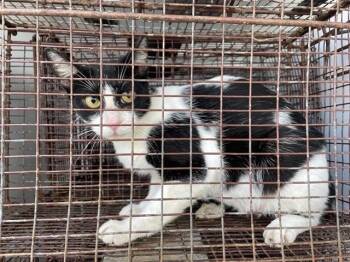 A658338 -  Domestic Short Hair Cat for Adoption in Houston, Texas - A658338 | PetCurious