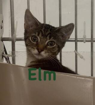 Elm -  Domestic Short Hair and Tabby Cat for Adoption in Hazlet, New Jersey - Elm | PetCurious