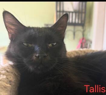 Tallis -  Domestic Short Hair Cat for Adoption in Las Cruces, New Mexico - Tallis | PetCurious