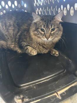 STORMY -  Domestic Medium Hair Cat for Adoption in San Antonio, Texas - STORMY | PetCurious
