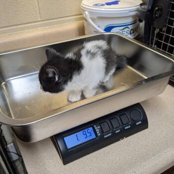 Domestic Short Hair Cats Available for Adoption - Hermes | PetCurious