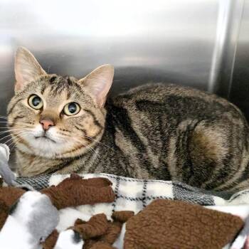 Domestic Short Hair Cats Available for Adoption in Michigan City, Indiana - Tibbs | PetCurious