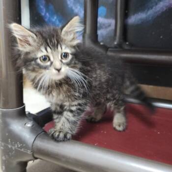 Squeakers -  Domestic Medium Hair Cat for Adoption in Dixon, Illinois - Squeakers | PetCurious