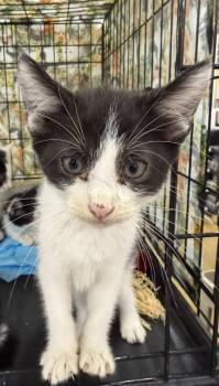 Lana -  Domestic Short Hair Cat for Adoption in Bridgeton, North Carolina - Lana | PetCurious