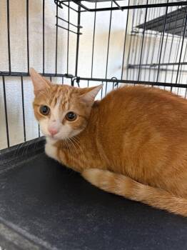Dale -  American Shorthair Cat for Adoption in Fort Worth, Texas - Dale | PetCurious