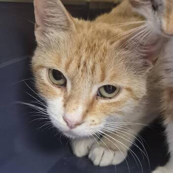 Honey Mustard -  Domestic Short Hair Cat for Adoption in Cleveland, Mississippi - Honey Mustard | PetCurious