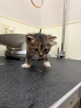 2x4 (Blue) -  Domestic Short Hair Cat for Adoption in Great Bend, Kansas - 2x4 (Blue) | PetCurious